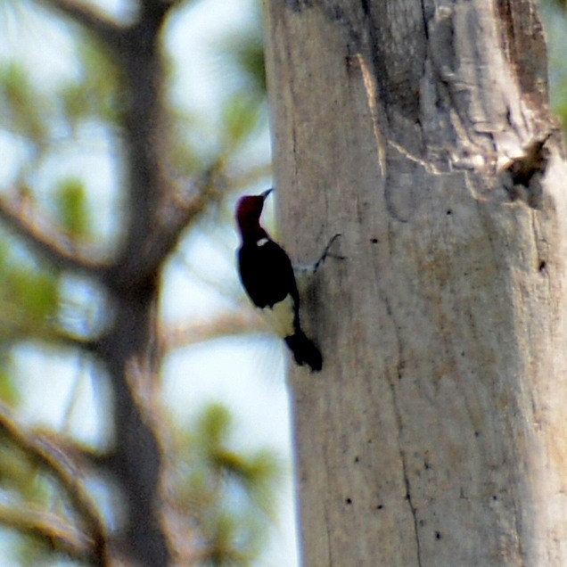 Red-headed Woodpecker - ML619984186