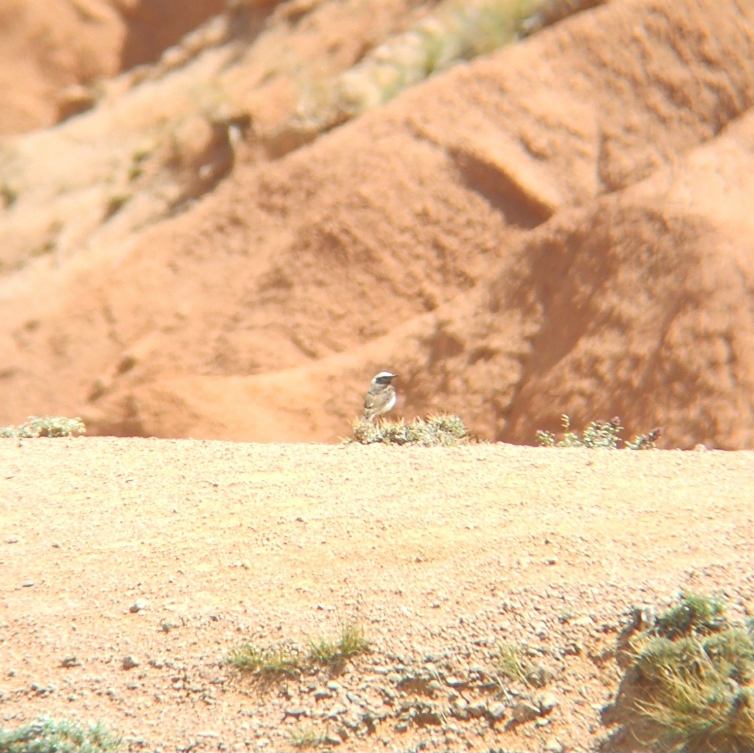 Desert Wheatear - ML619984189