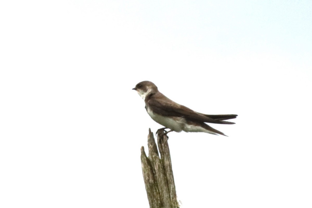 Bank Swallow - ML619984190