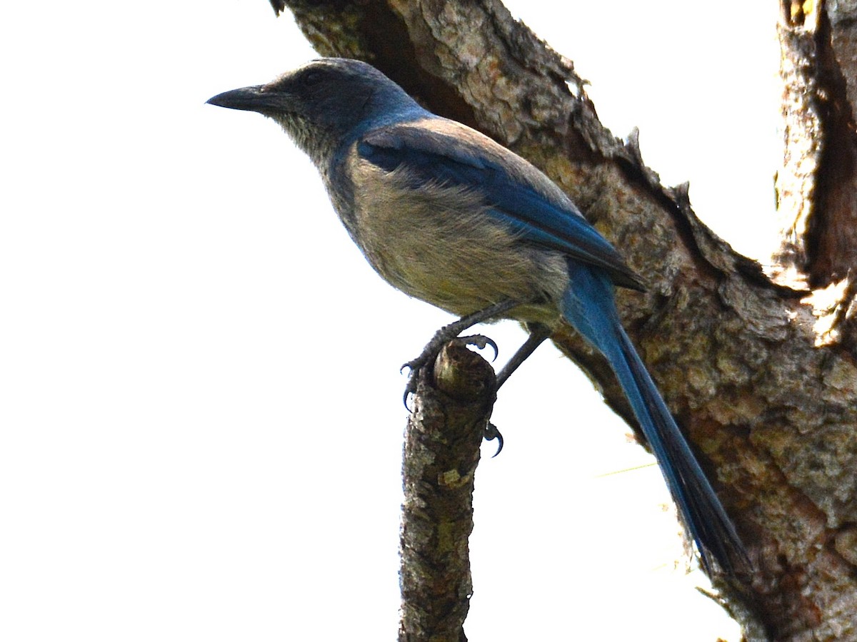 Florida Scrub-Jay - ML619984197