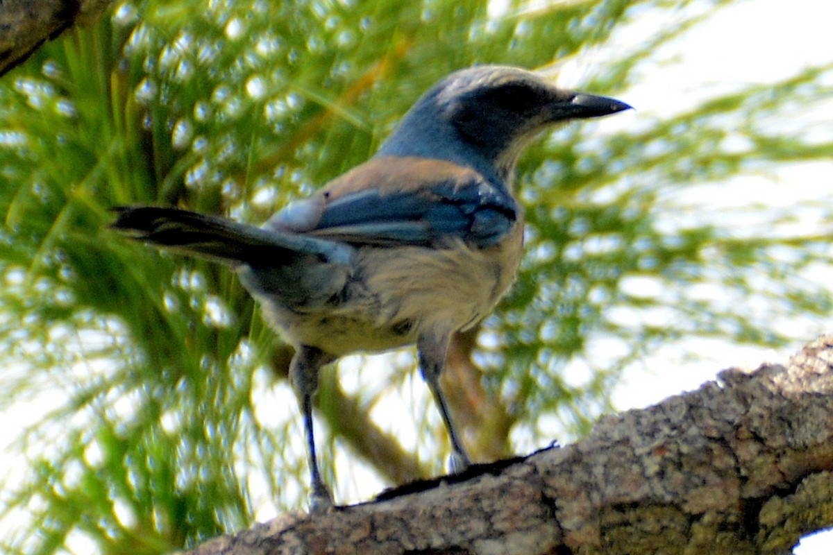 Florida Scrub-Jay - ML619984198