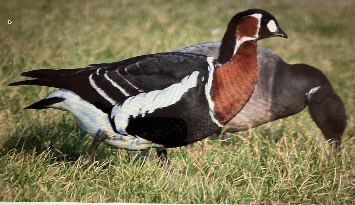 Red-breasted Goose - ML619984199