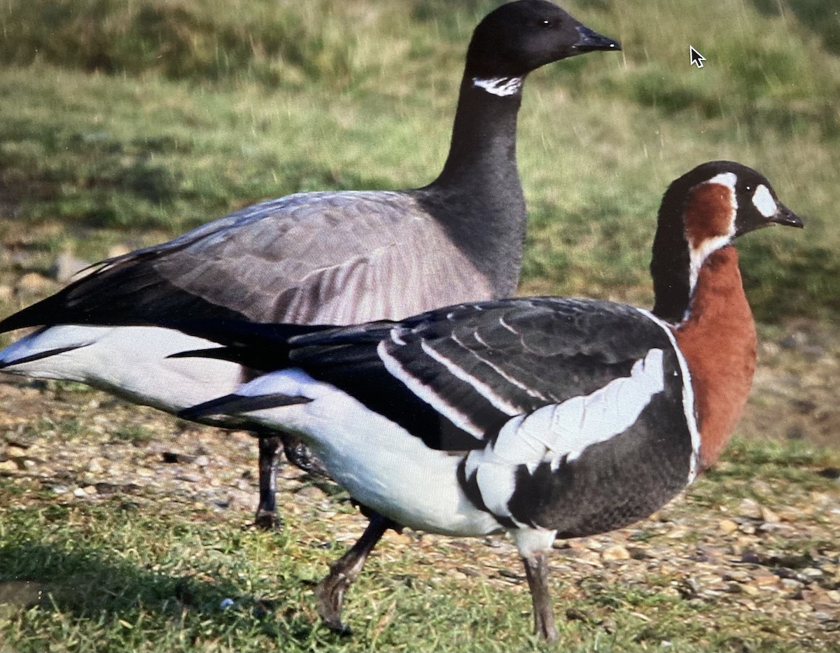 Red-breasted Goose - stephen  carter