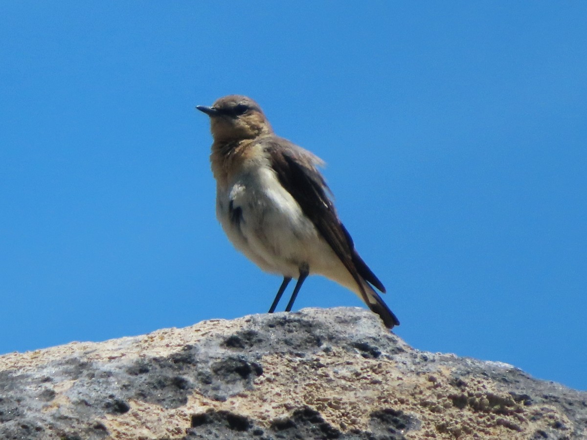 Northern Wheatear - ML619984204