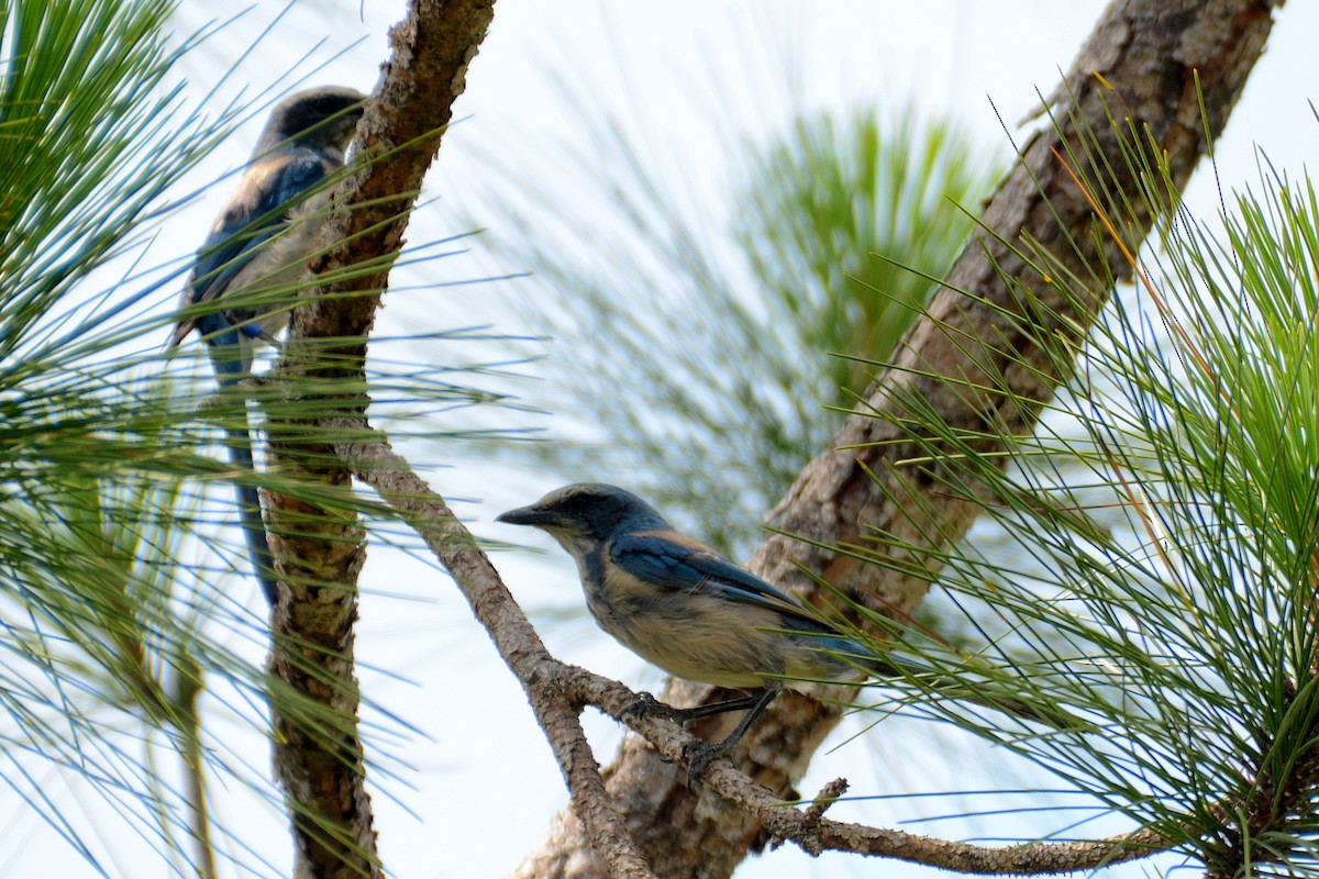 Florida Scrub-Jay - ML619984206