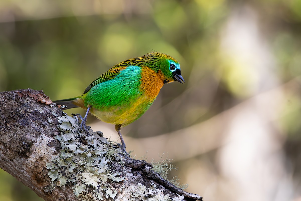 Brassy-breasted Tanager - ML619984207