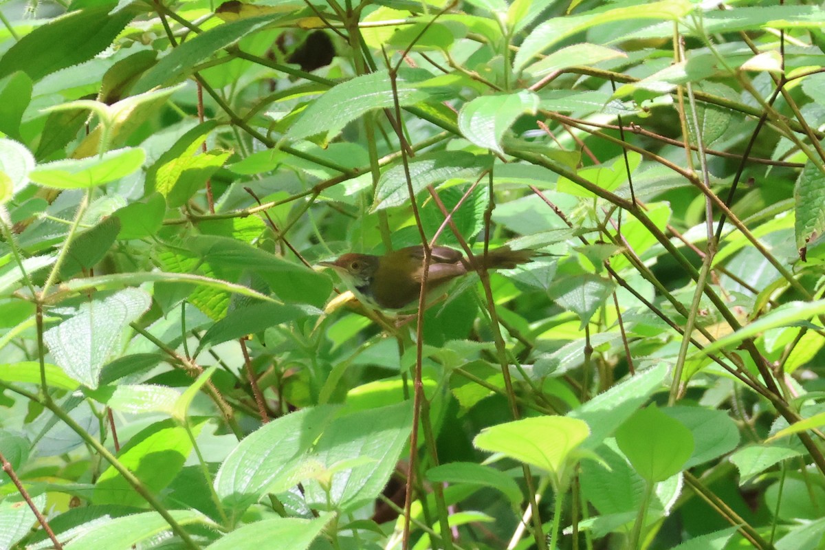 Common Tailorbird - ML619984212