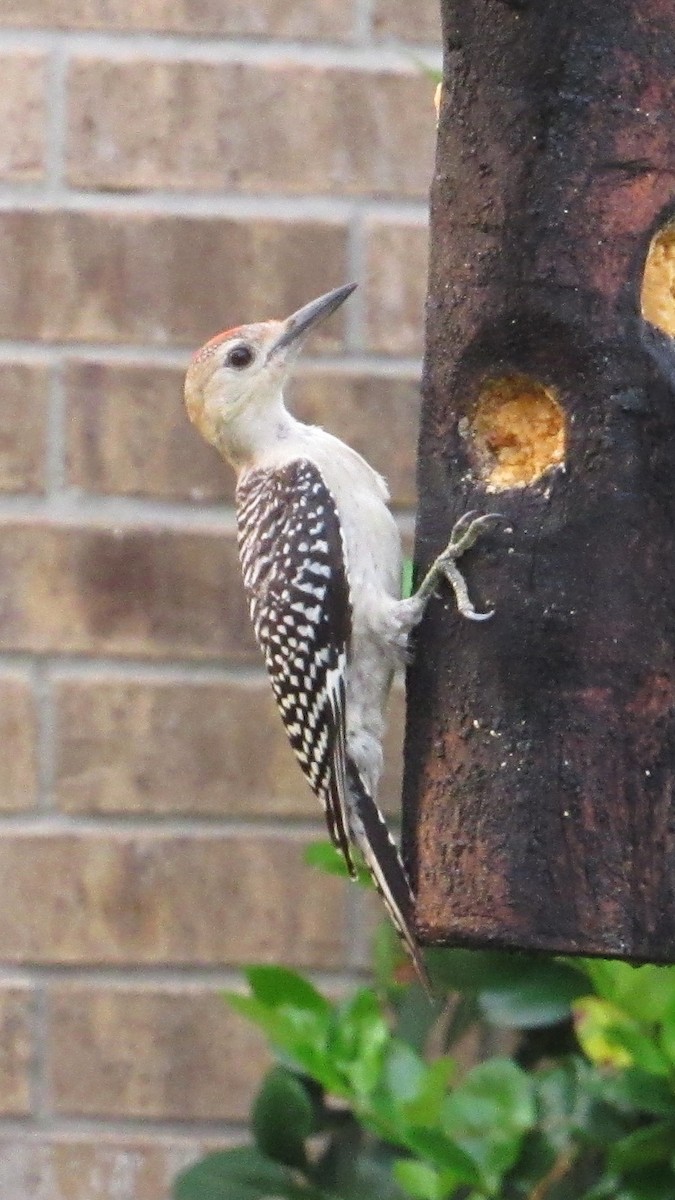 Red-bellied Woodpecker - ML619984213