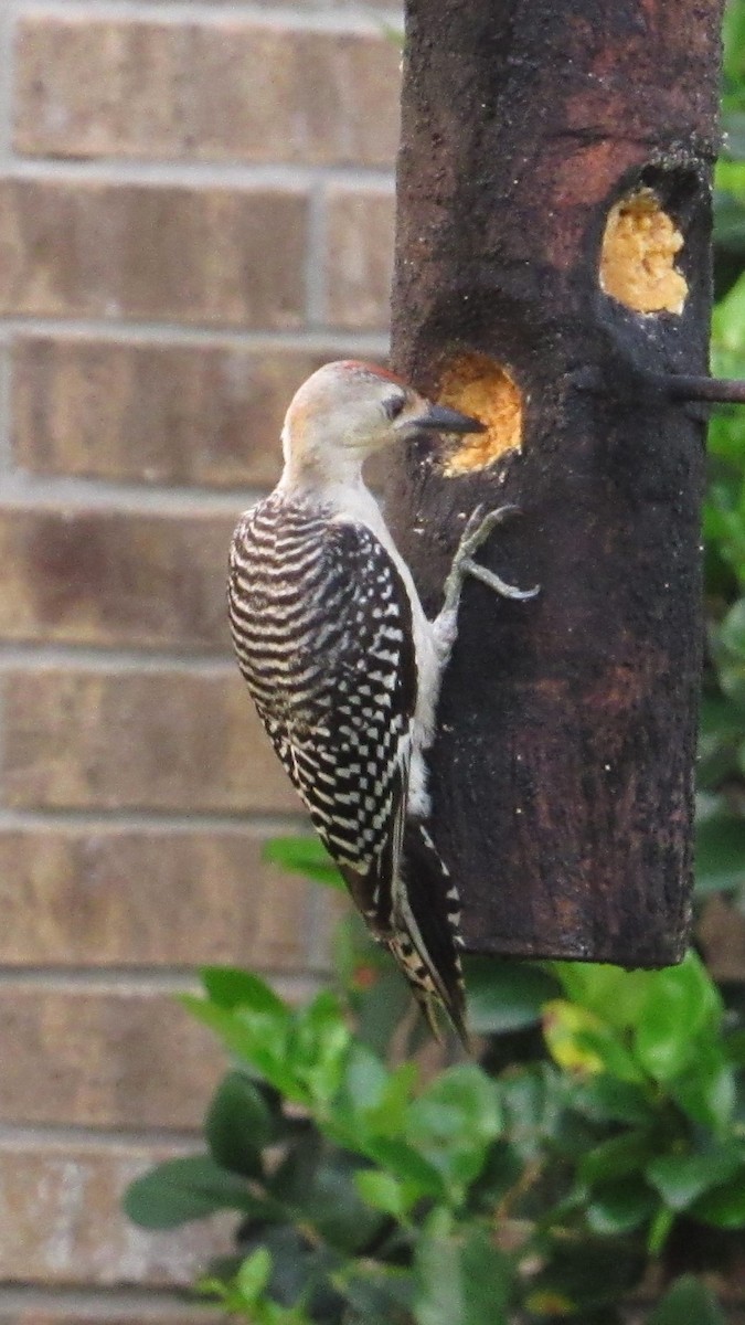 Red-bellied Woodpecker - ML619984214