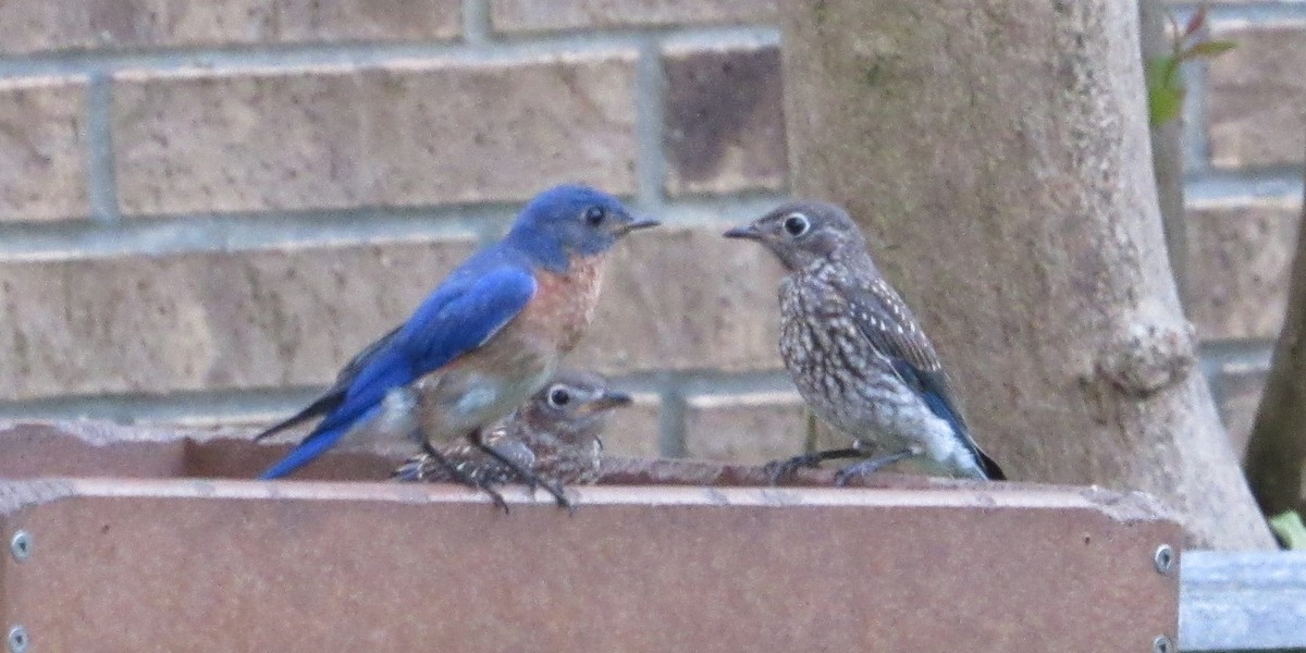 Eastern Bluebird - ML619984216