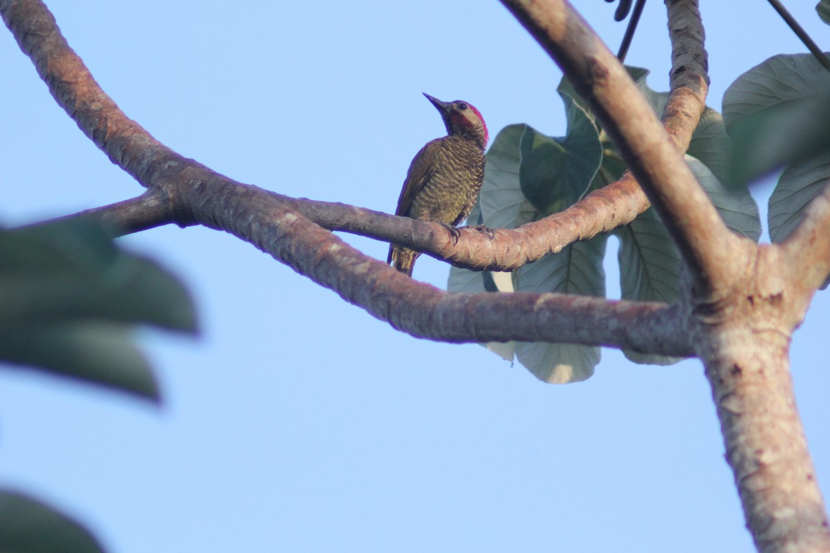 Golden-olive Woodpecker - ML619984217