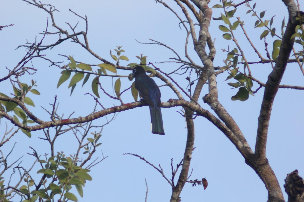 Black-headed Trogon - ML619984218