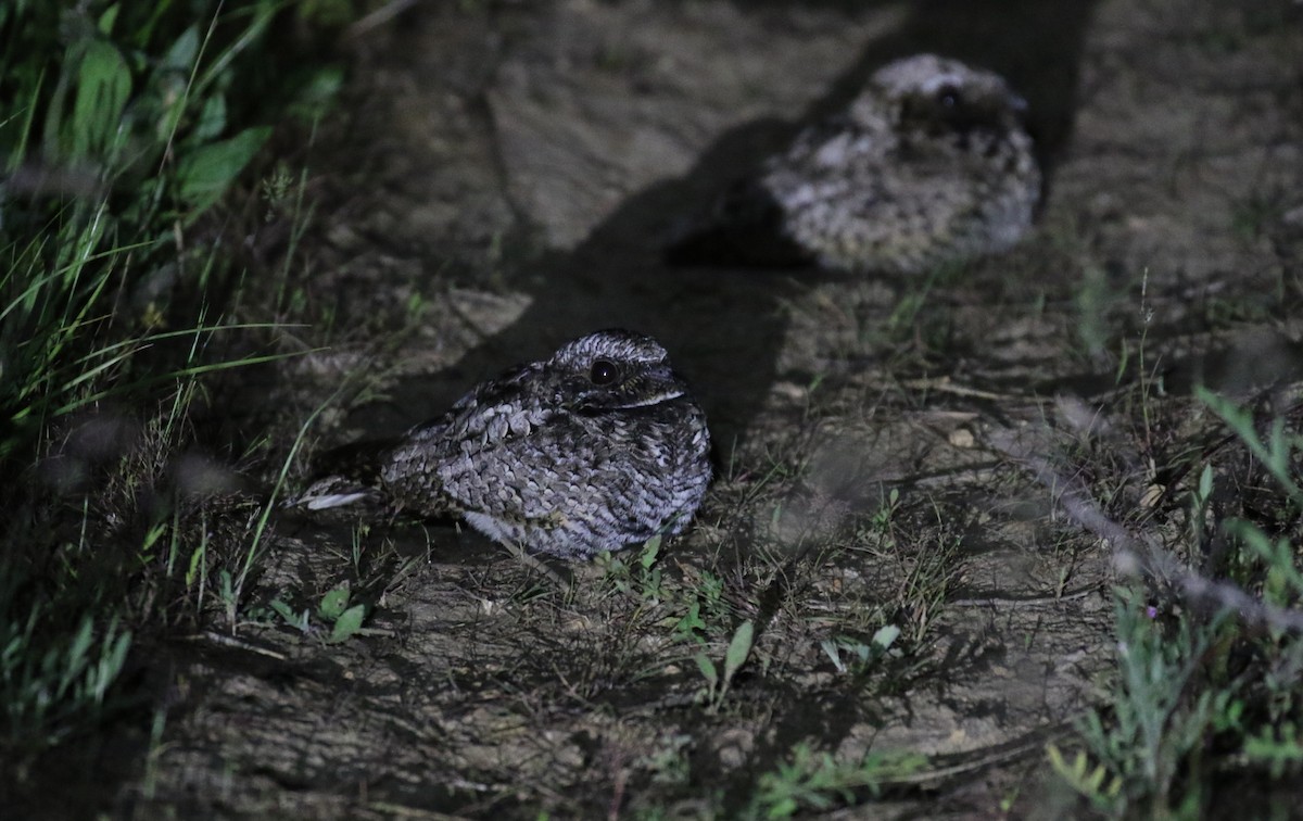 Common Poorwill - ML619984227