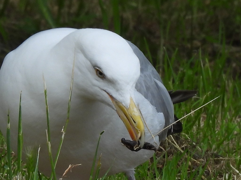 Herring Gull - ML619984235