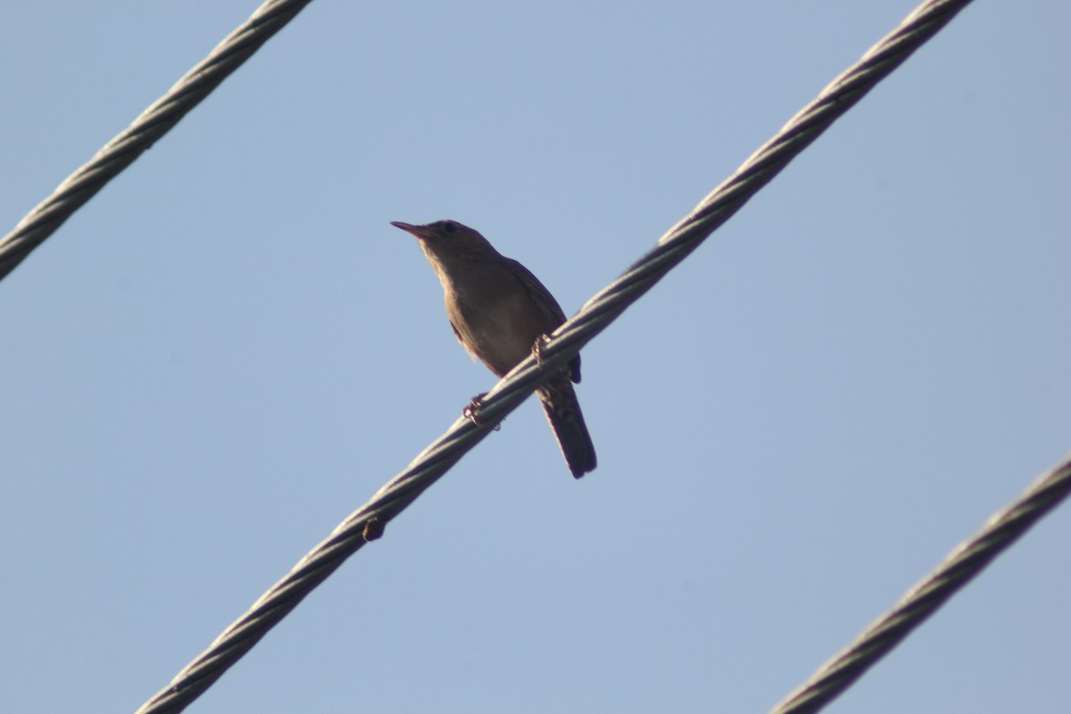 House Wren - ML619984237