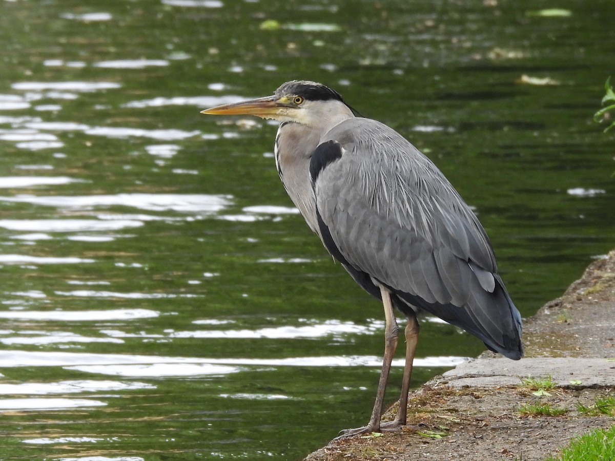 Gray Heron - ML619984238