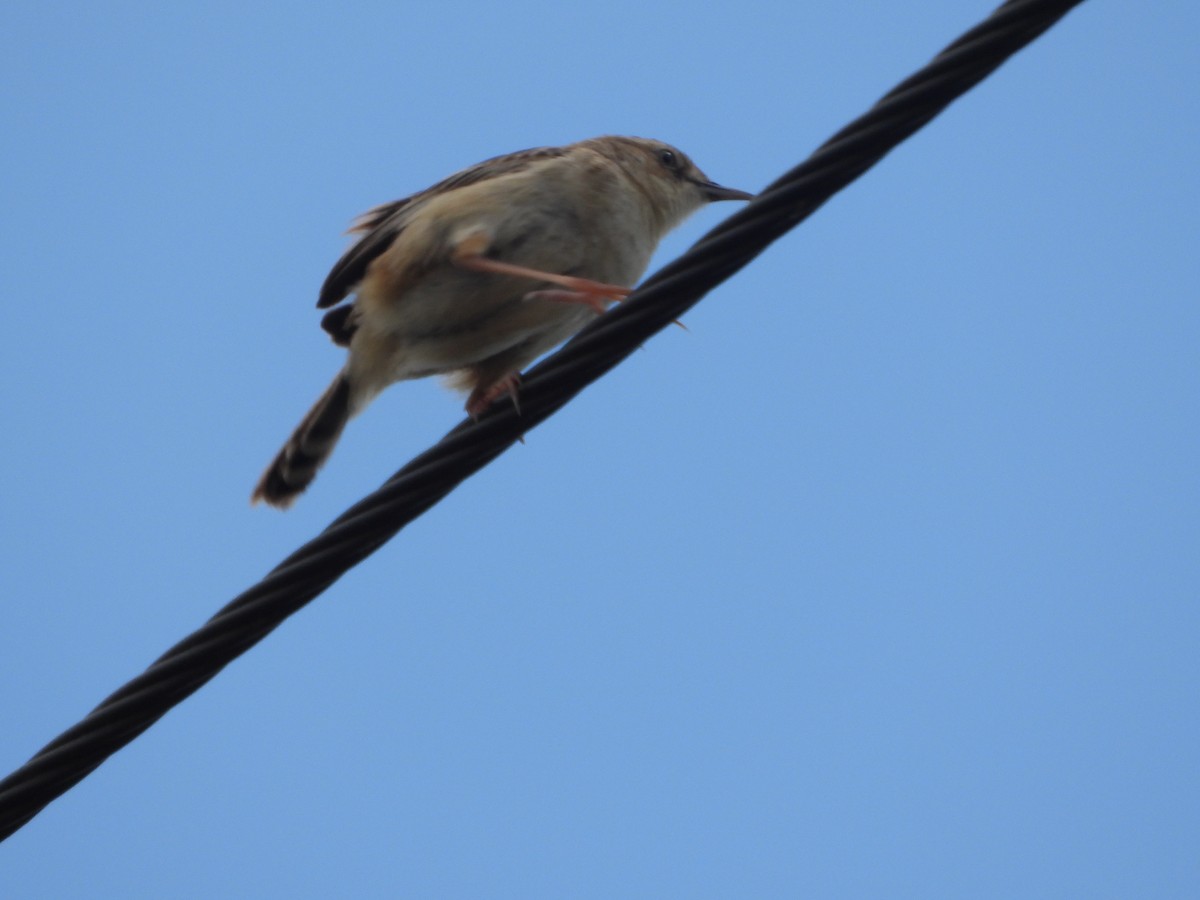 Zitting Cisticola - ML619984240