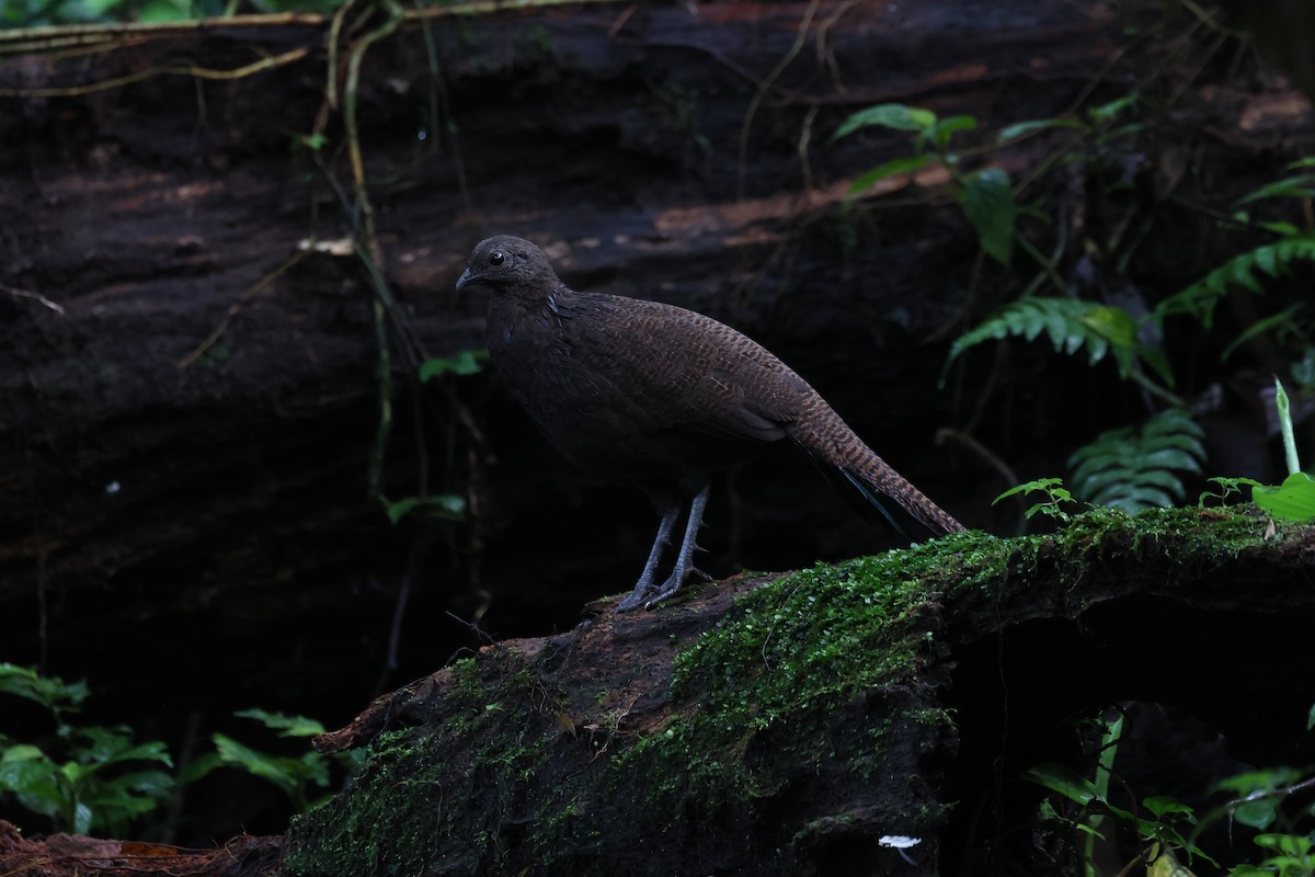 Bronze-tailed Peacock-Pheasant - ML619984241