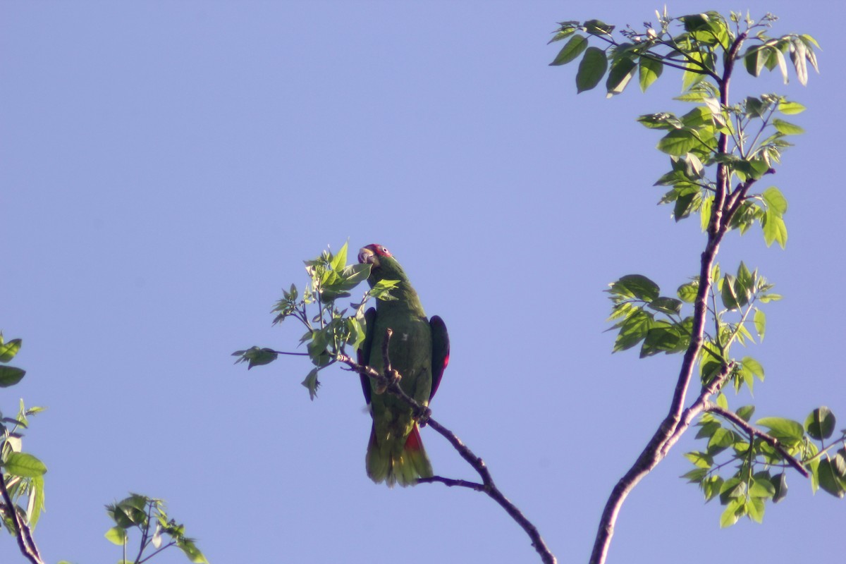 White-fronted Parrot - ML619984244