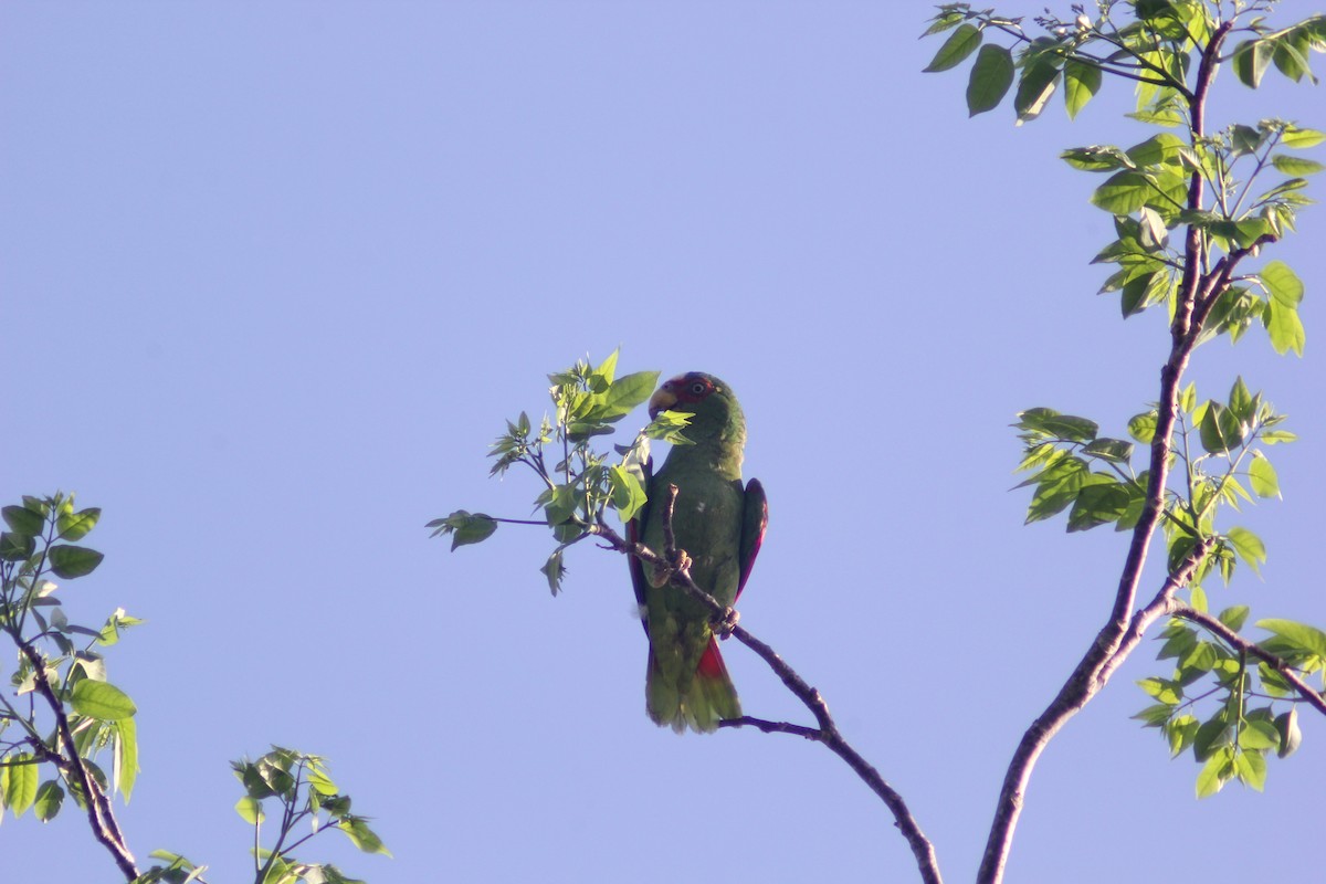 White-fronted Parrot - ML619984245
