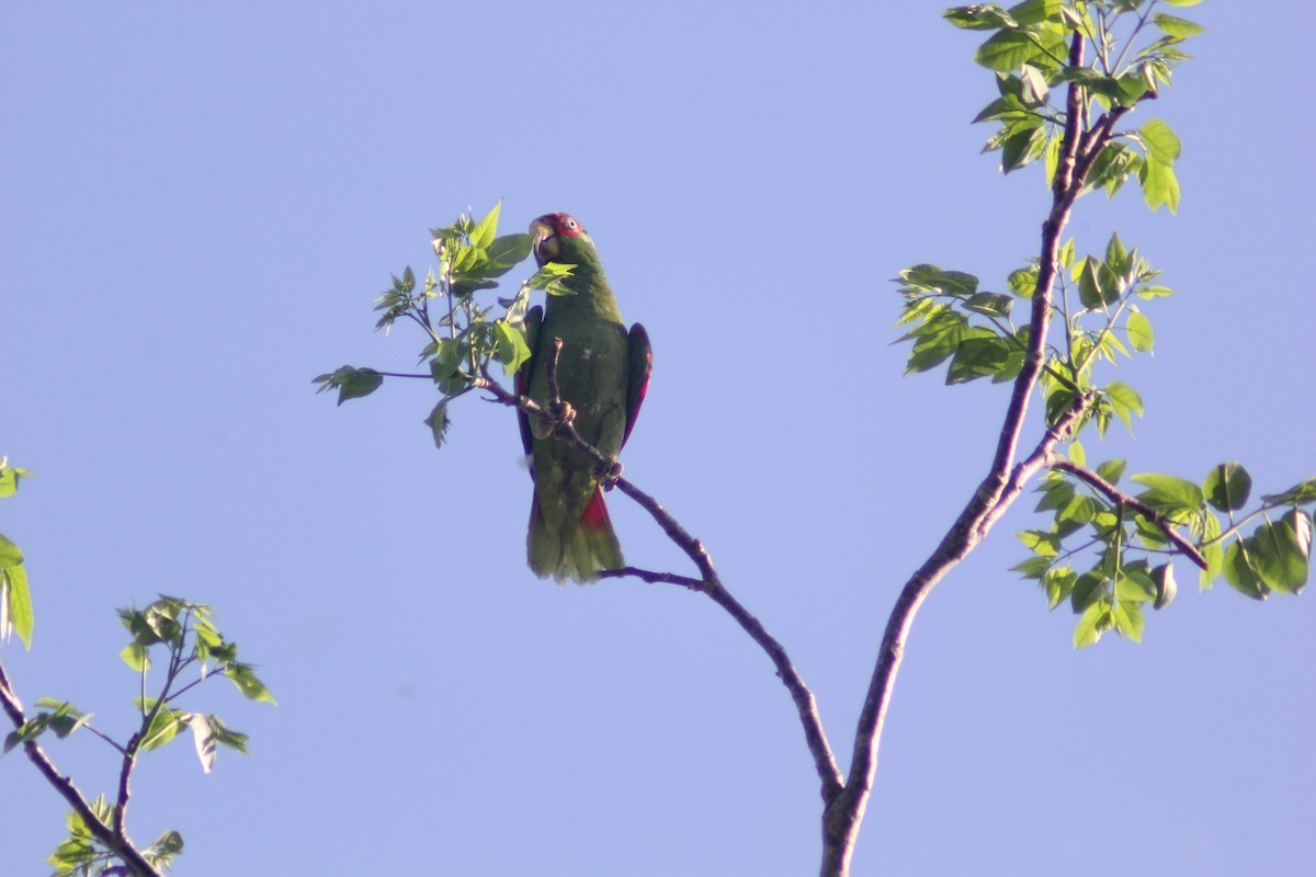 White-fronted Parrot - ML619984247
