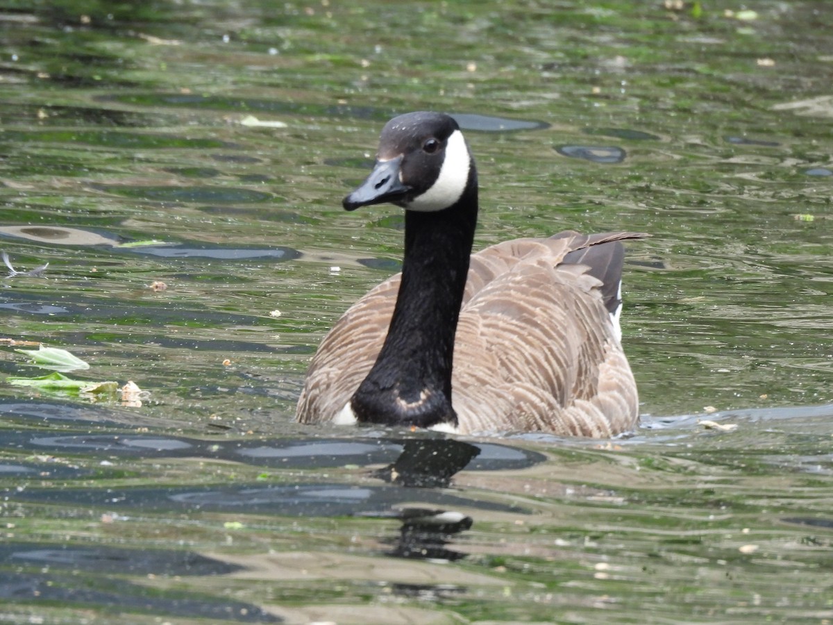 Canada Goose - ML619984256