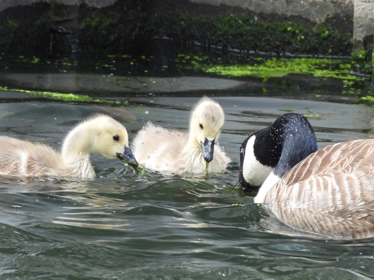 Canada Goose - ML619984258