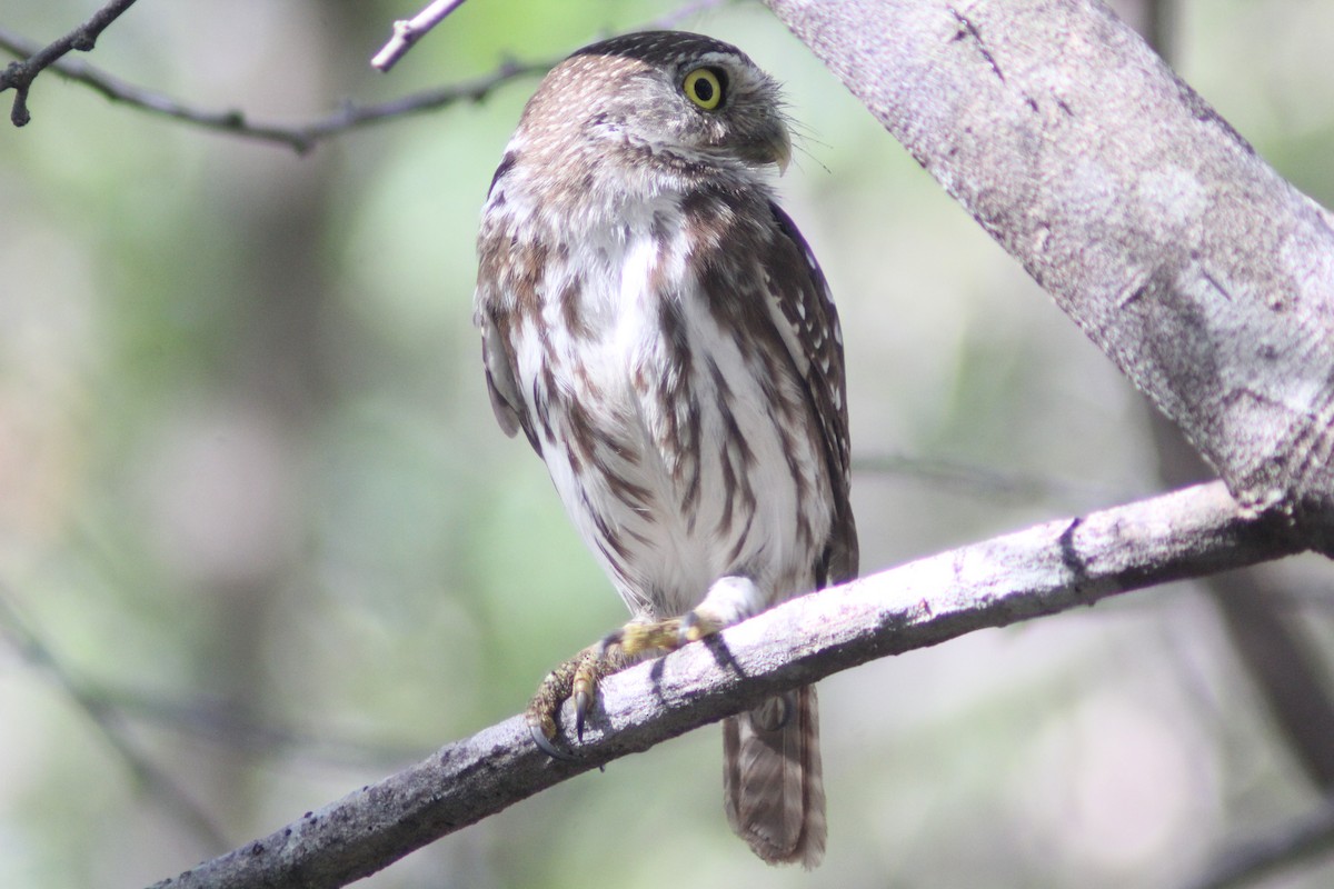 Ferruginous Pygmy-Owl - ML619984259