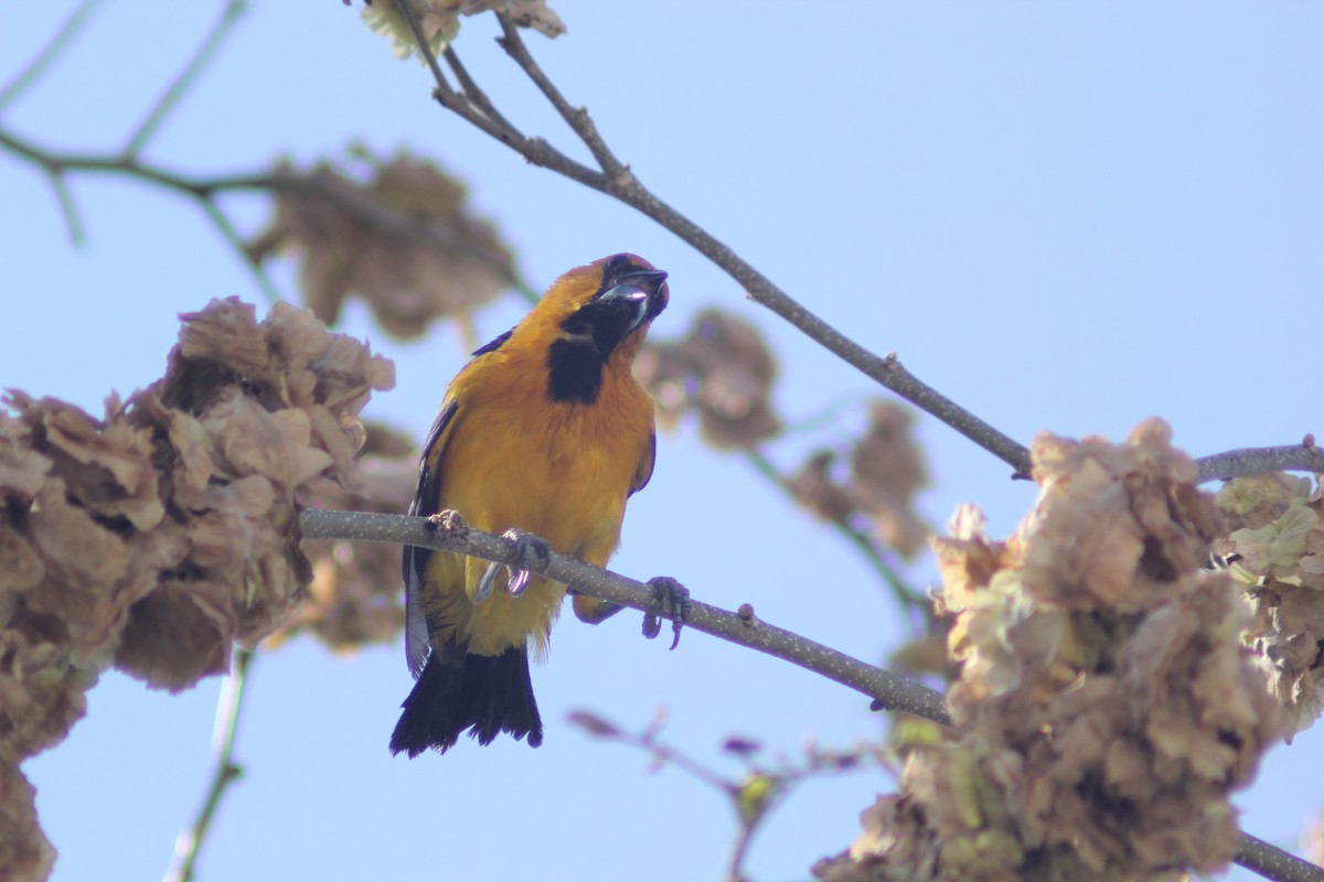 Oriole à gros bec - ML619984269