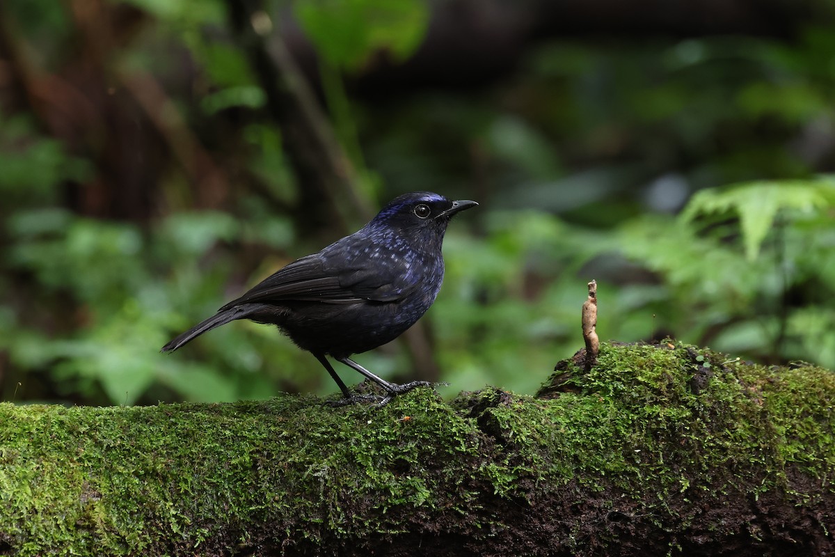 Shiny Whistling-Thrush - ML619984278