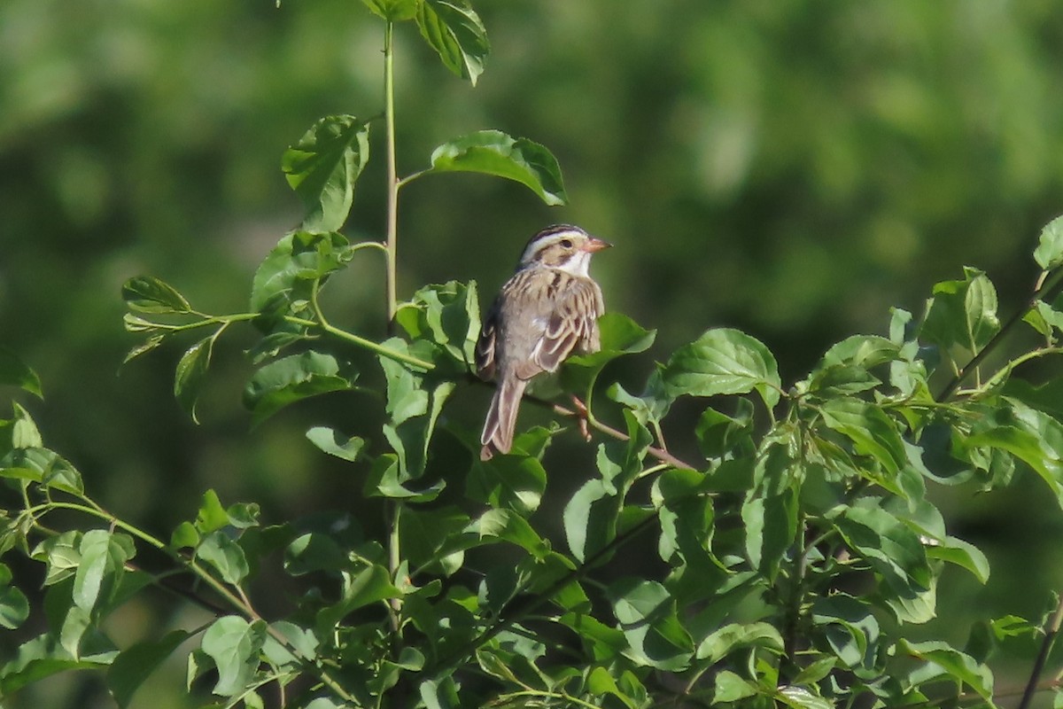 Clay-colored Sparrow - ML619984282