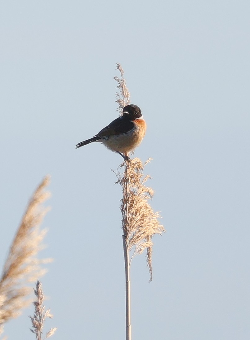 European Stonechat - ML619984288