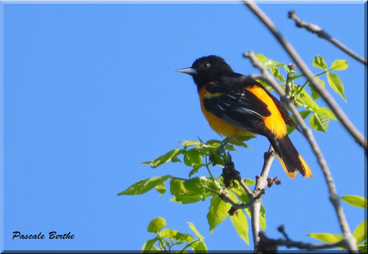 Oriole de Baltimore - ML619984296