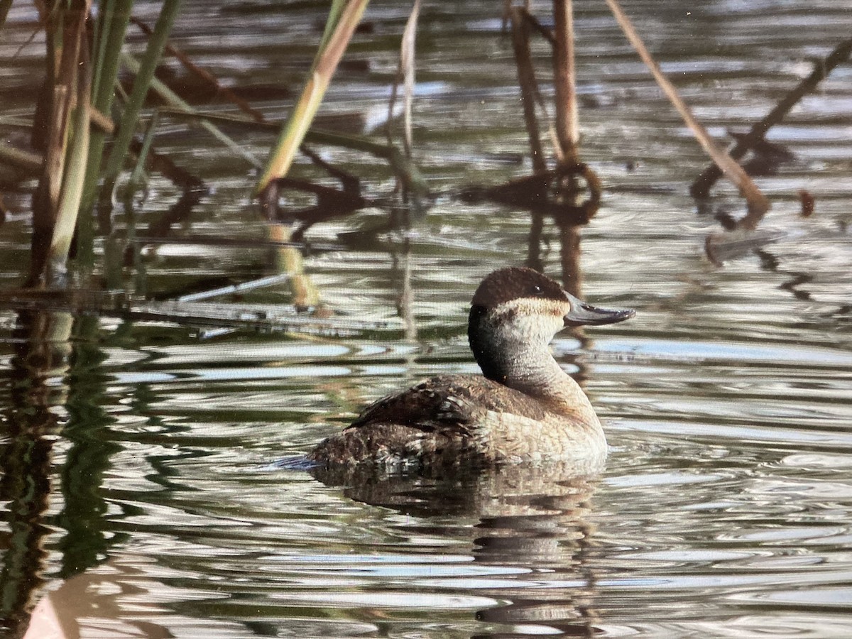 Ruddy Duck - ML619984298