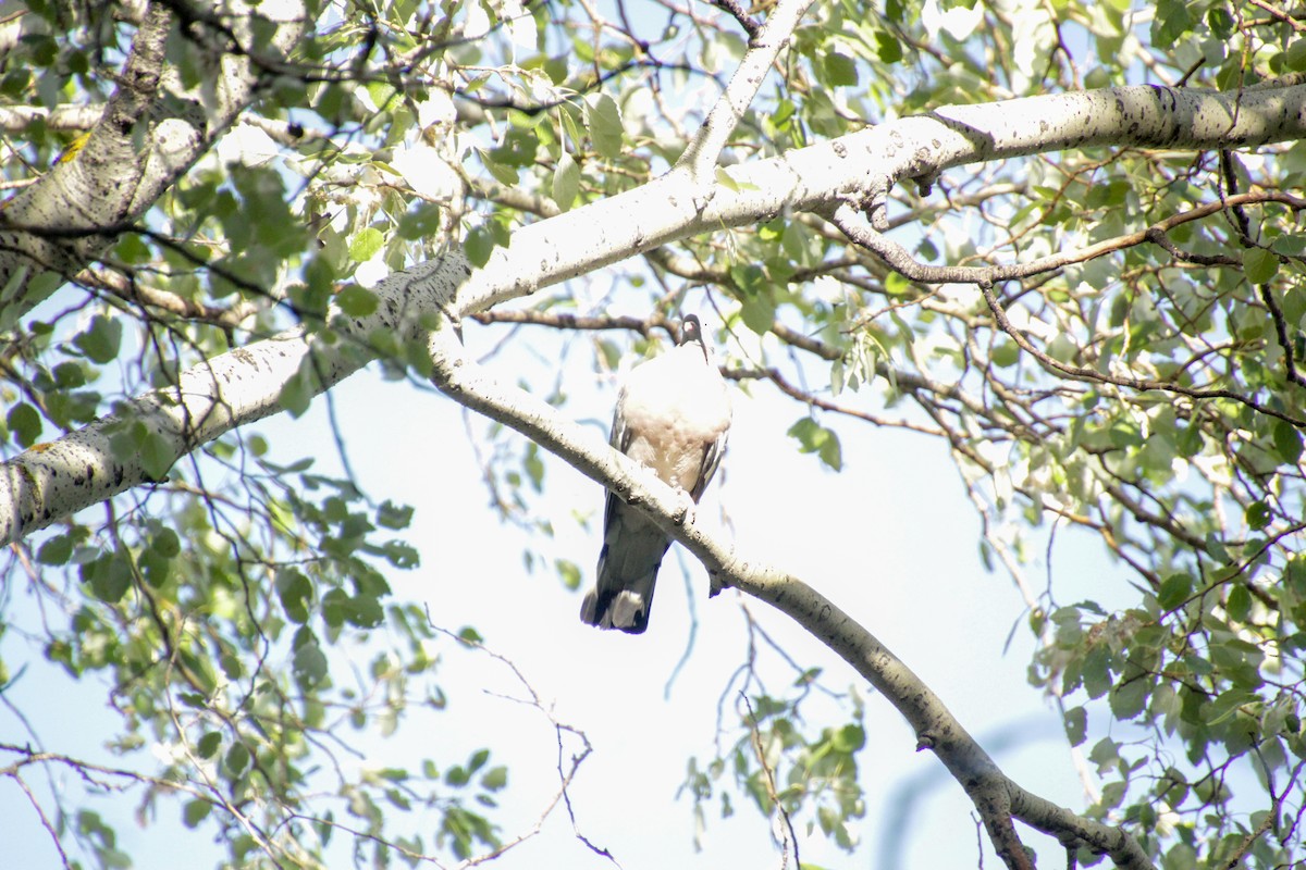 Common Wood-Pigeon - ML619984307