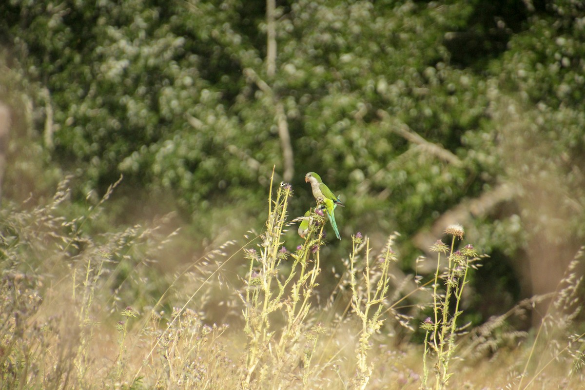 Monk Parakeet - ML619984313