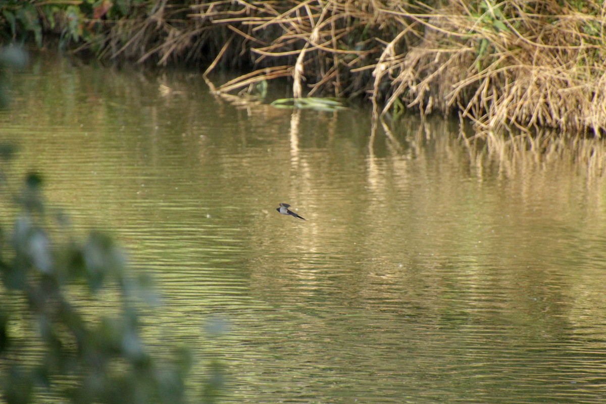 Barn Swallow - ML619984316