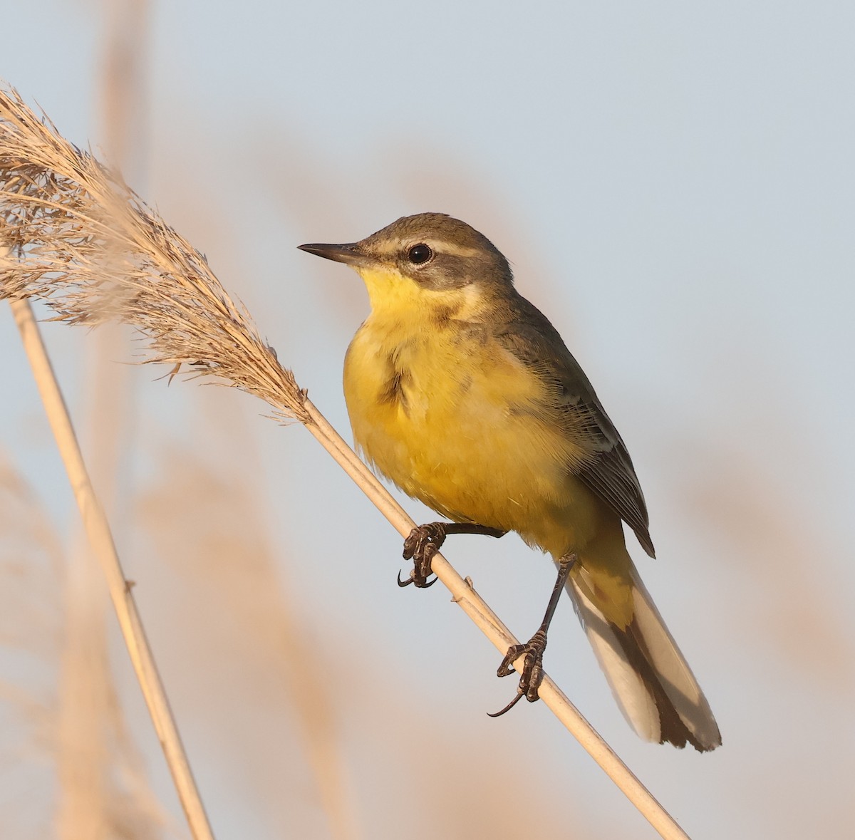 Western Yellow Wagtail - ML619984318