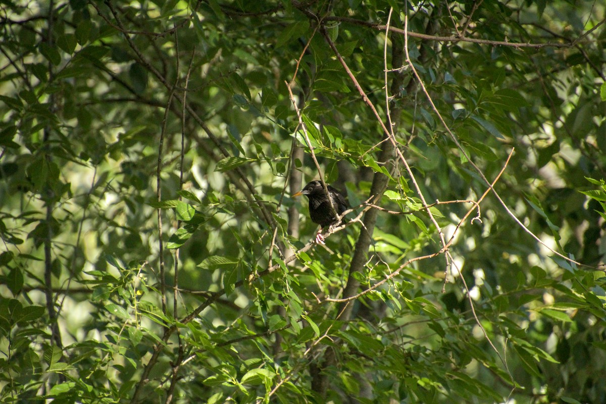 Spotless Starling - ML619984323