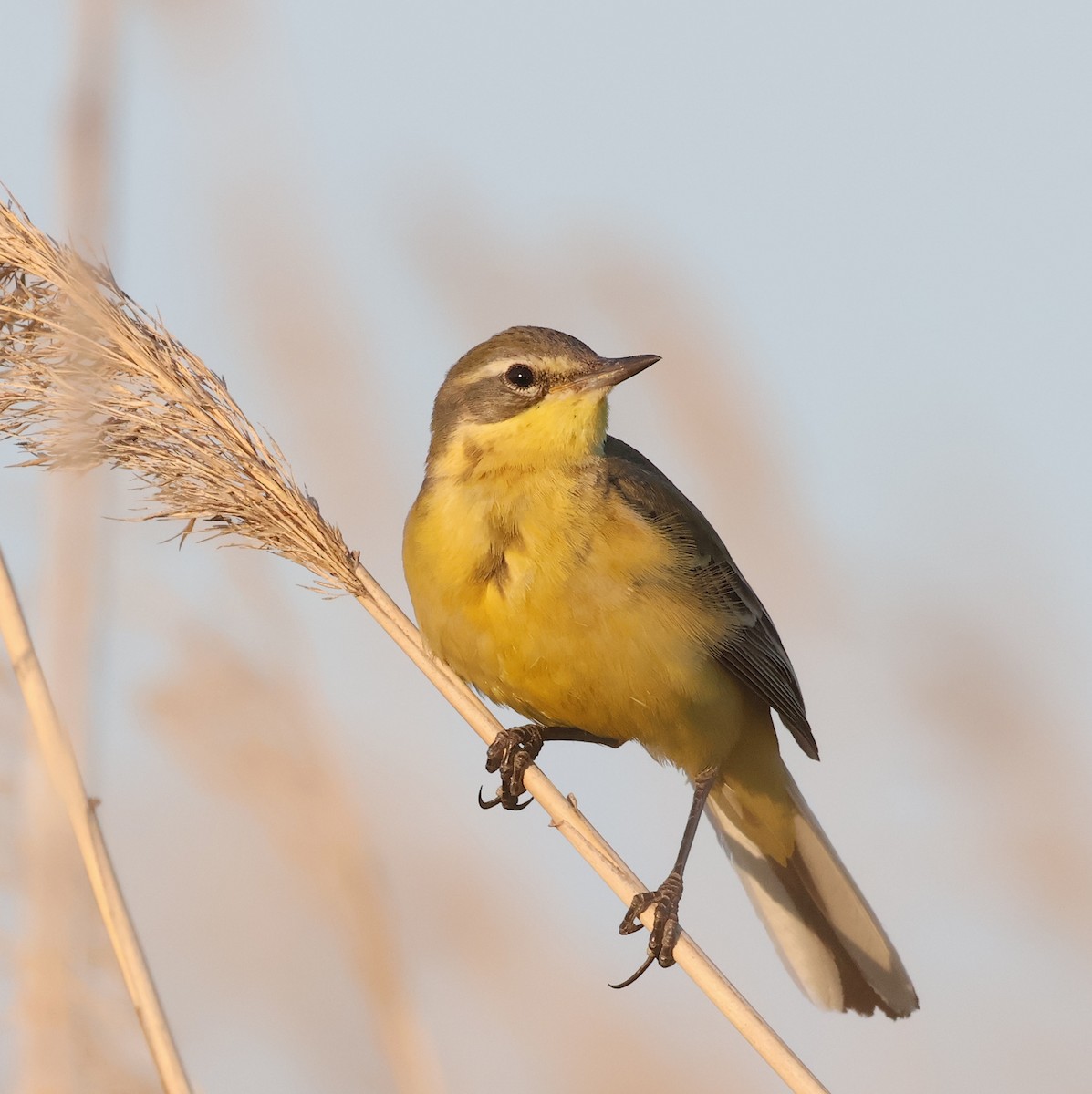 Western Yellow Wagtail - ML619984326