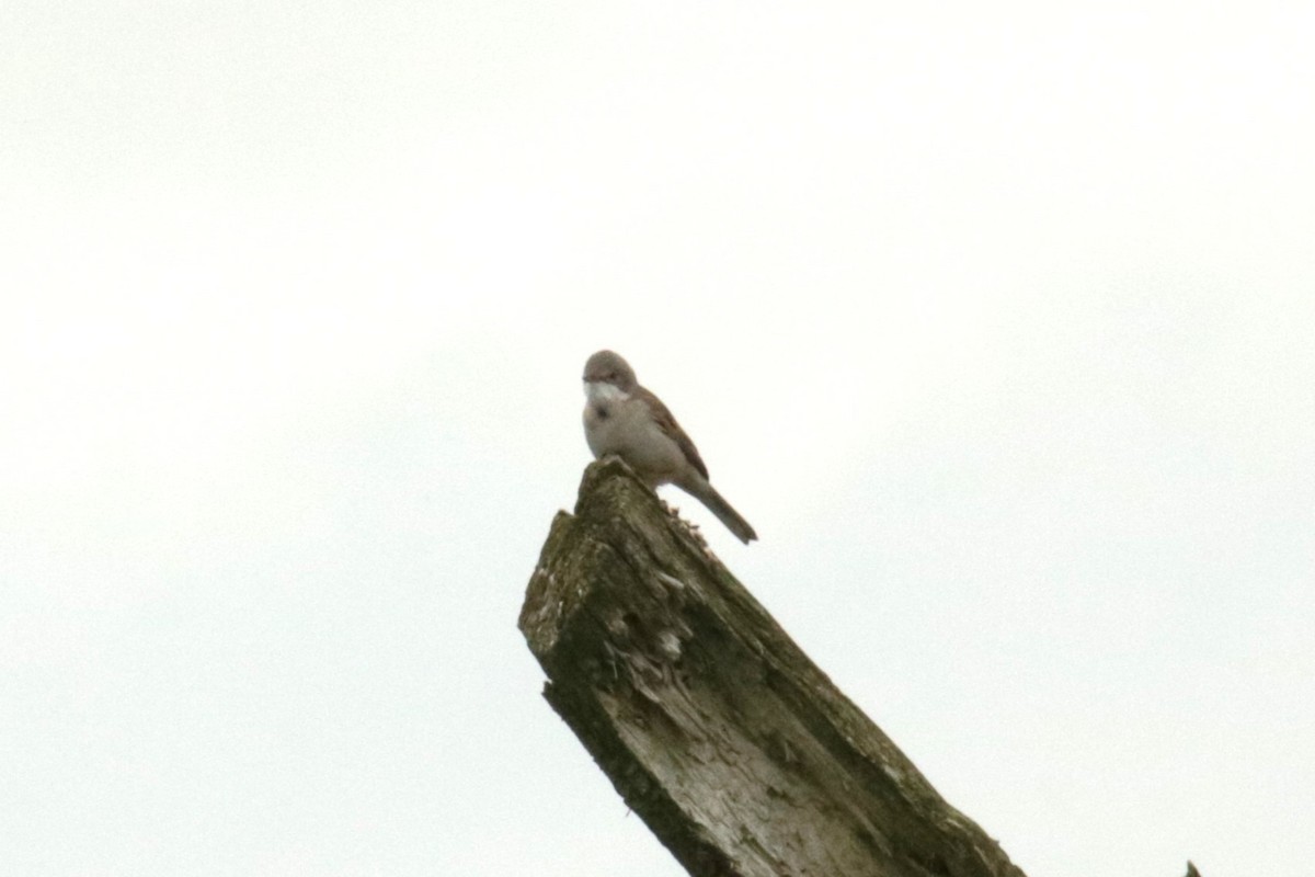 Greater Whitethroat - ML619984327