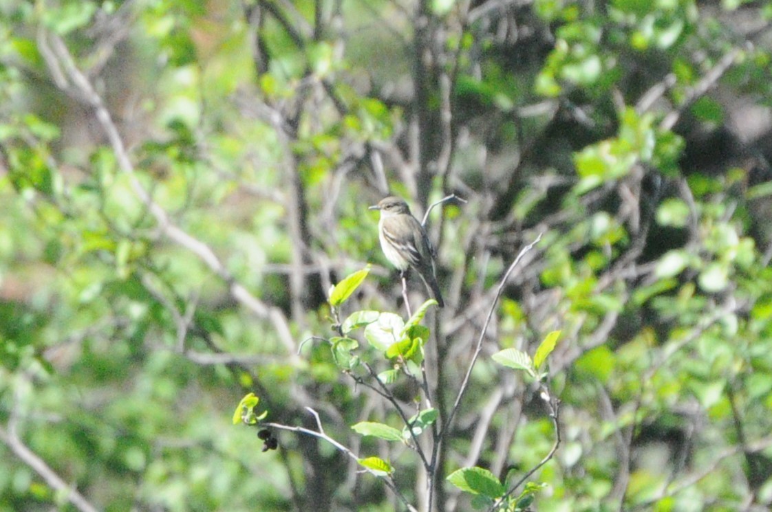 Yellow-bellied Flycatcher - ML619984330