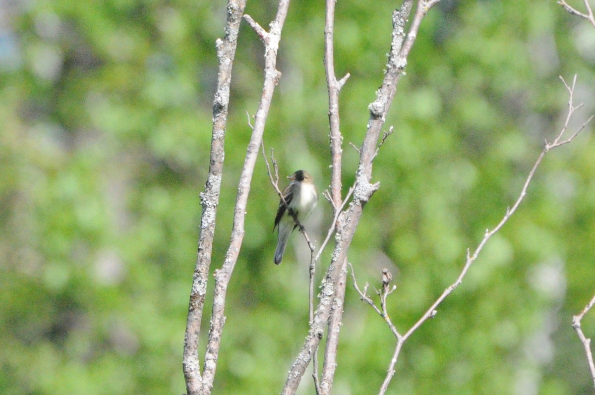 Alder Flycatcher - ML619984333