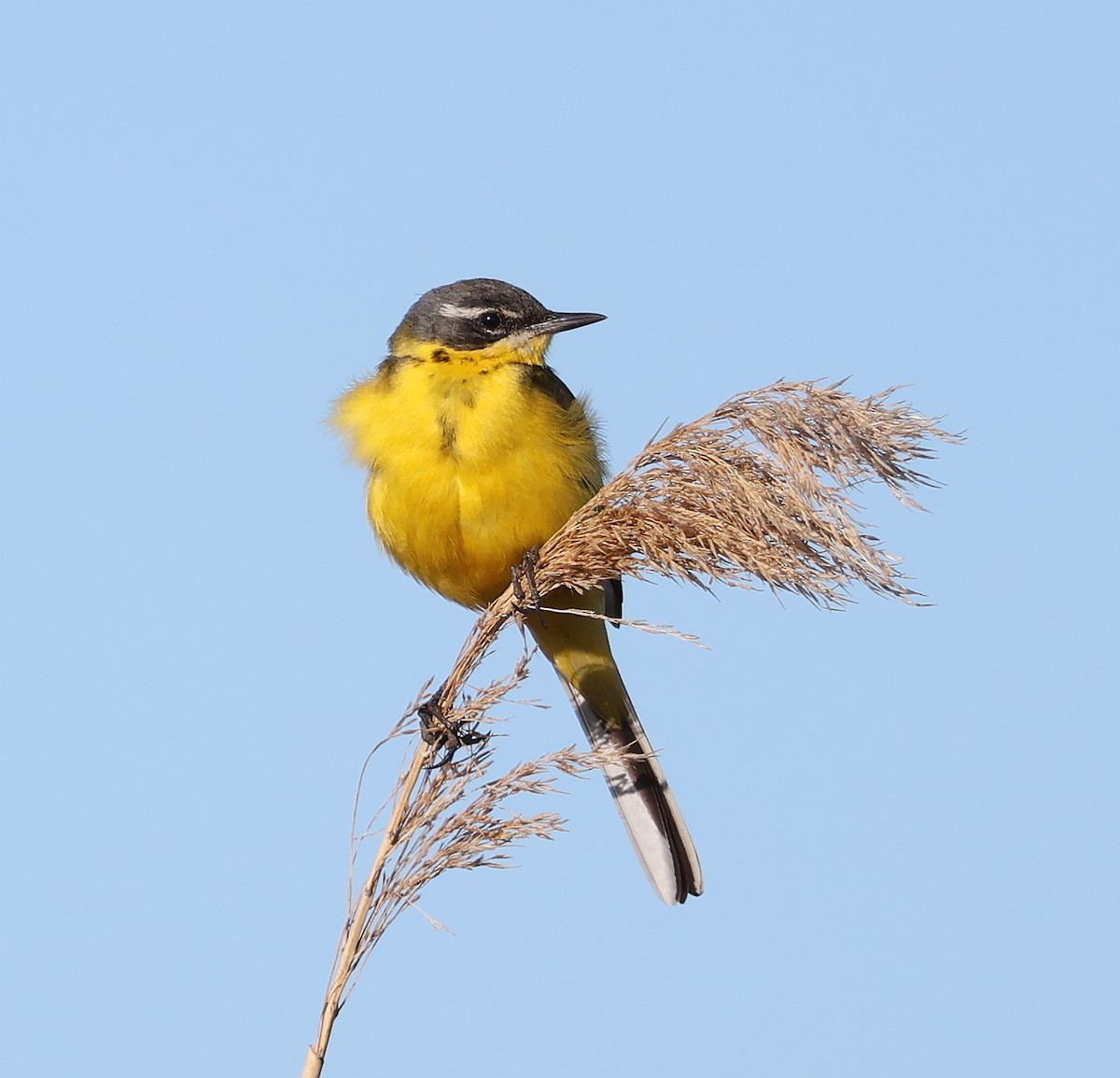 Western Yellow Wagtail - ML619984336