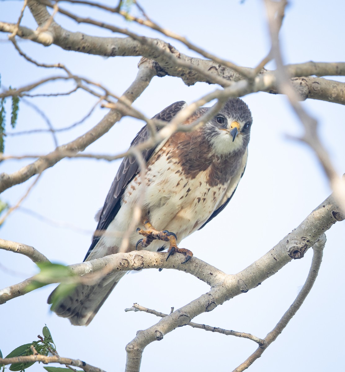 Swainson's Hawk - ML619984343