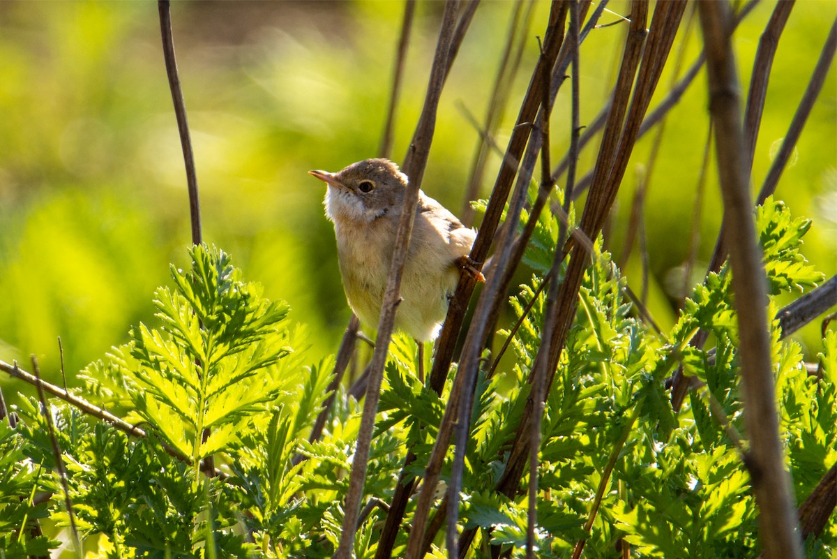 Common Reed Warbler - ML619984352