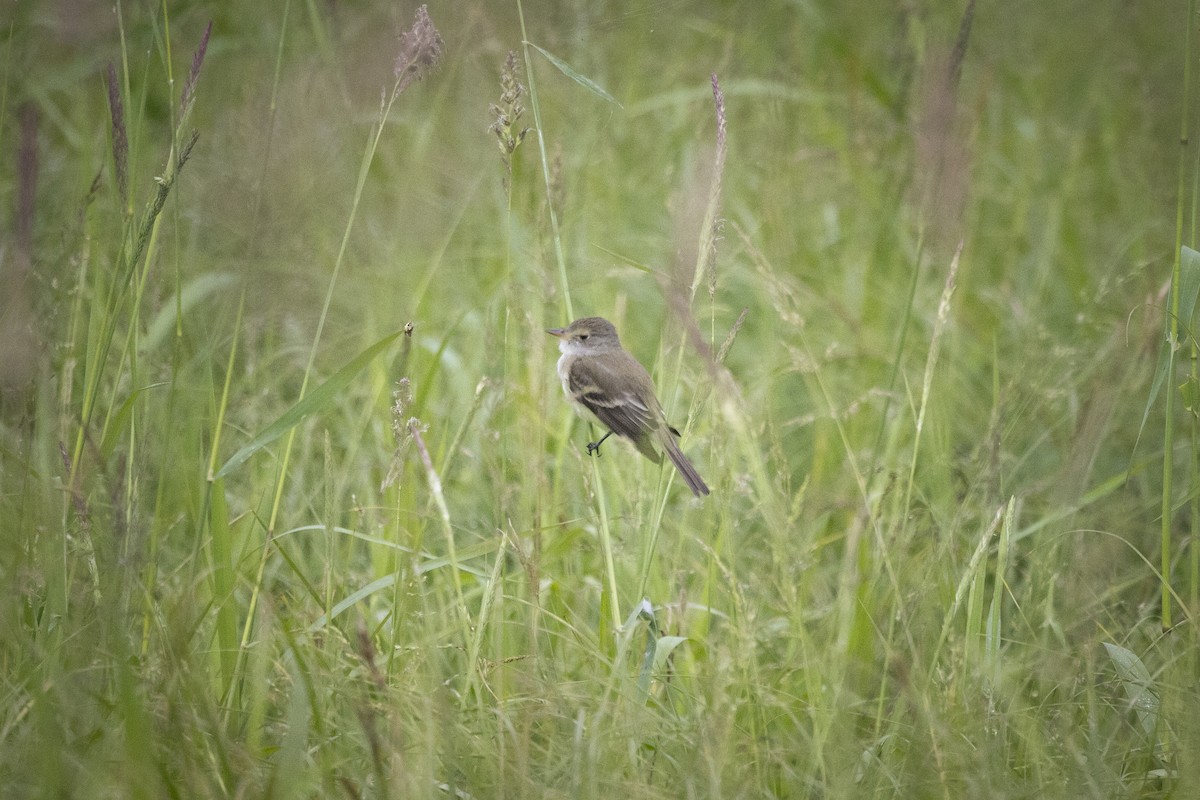 Willow Flycatcher - ML619984364