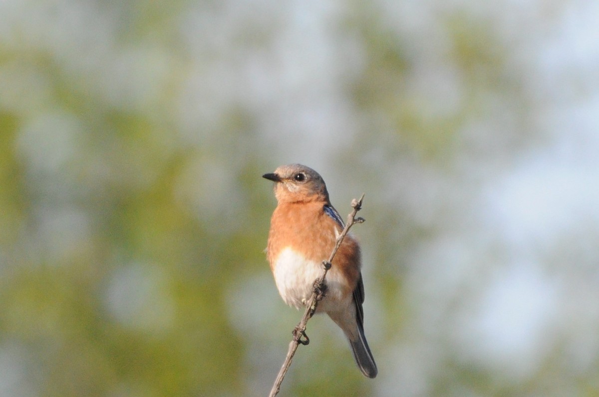 Eastern Bluebird - ML619984368