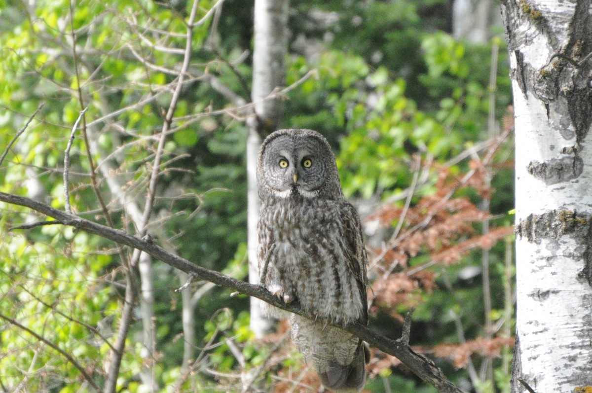 Great Gray Owl - ML619984377