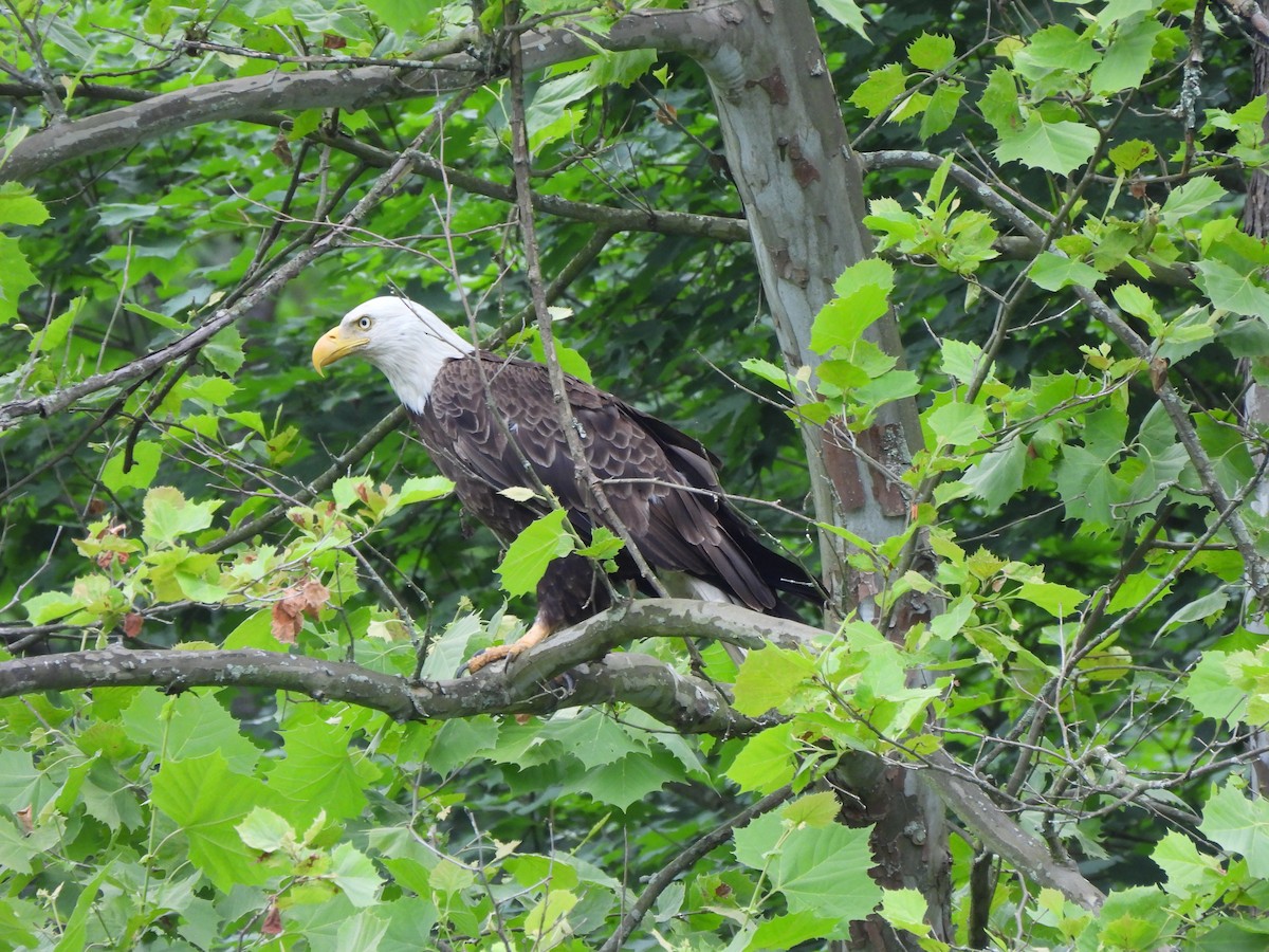 Bald Eagle - ML619984379